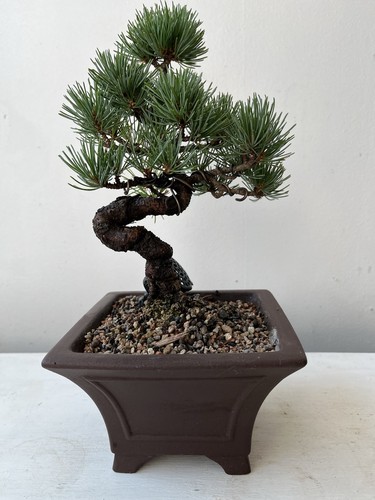 Japanese white pine shohin - japanese, pine.shohin